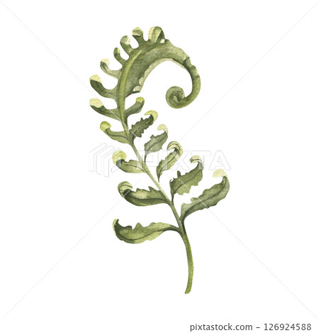 Green fern watercolor hand drawn illustration. Forest mystic plant branch with leaves clipart, greenery floral element for wedding card, invitation, poster, eco cosmetics product packing design 126924588