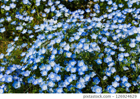 盛開的粉蝶（日立海濱公園） 126924629