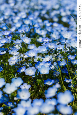 盛開的粉蝶(日立海濱公園) 盛開的粉蝶(日立海濱公園) 126924630