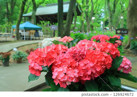 箱崎神社（福岡市東區）庭院裡的繡球花盛開 126924672