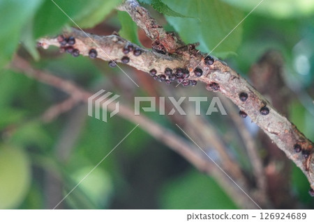 Scale insects on tree branches Scale insects on tree branches 126924689
