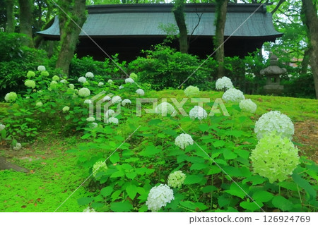 箱崎神社(福岡市東區)庭院裡的繡球花盛開 箱崎神社(福岡市東區)庭院裡的繡球花盛開 126924769