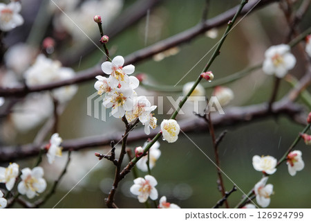 white plum blossom white plum blossom 126924799