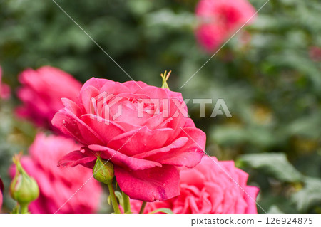 Bright red spring roses Bright red spring roses 126924875