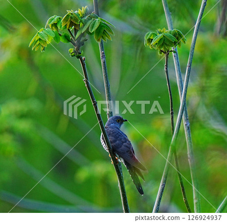 Oriental Cuckoo on the eventide 126924937