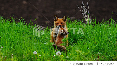 Ezo fox kit nipping mum 126924962