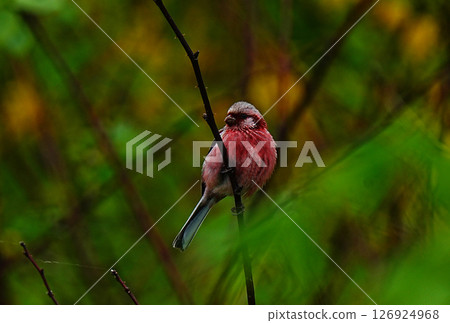 Long Tailed Rosefinch perched primly 126924968