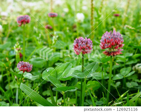 White clover flowers blooming on the Arakawa riverbed in Kawaguchi City White clover flowers blooming on the Arakawa riverbed in Kawaguchi City 126925116