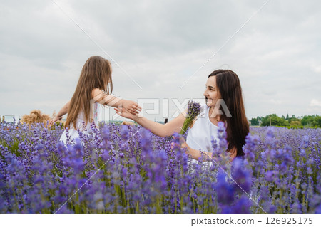 A young woman in a long white dress sits in the middle of a lavender field A young woman in a long white dress sits in the middle of a lavender field 126925175