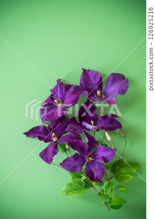 green background with clematis branch and space for text green background with clematis branch and space for text 126925216