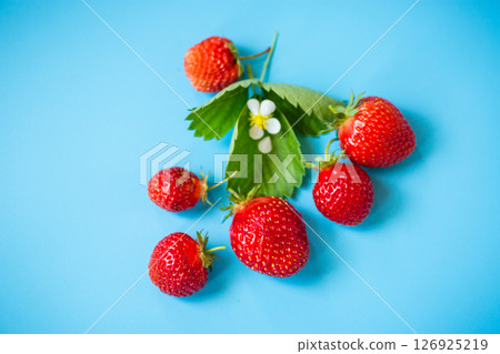 Ripe red strawberries on a blue background from above 126925219