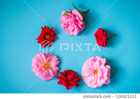 Pink garden roses on a blue background Pink garden roses on a blue background 126925221