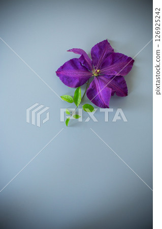 Purple clematis flower on grey background with empty space Purple clematis flower on grey background with empty space 126925242