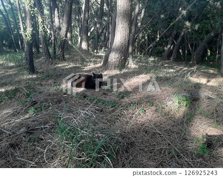 Kuroneko, black cat, black cat, stray cat 126925243