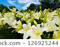White lilies blooming against the blue sky 126925244