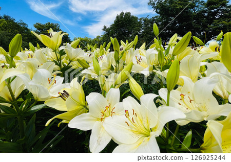 White lilies blooming against the blue sky 126925244