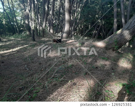 Tree and cat, cat, cat 126925381