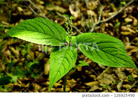 Tanzawa's Teppokinokashira (Myojinyama) - Futari Shizuka 126925490