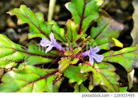 Mount Takasashi in the Tanzawa Mountains: Tachikiransou 126925495
