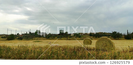 The sheep walks around the field. Livestock farm, dairy farm, agriculture, sheep and goats. Food for herbivores. 126925579
