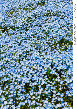 Nemophila in full bloom (Hitachi Seaside Park) 126925597