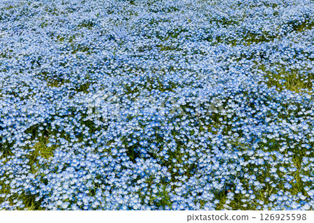 Nemophila in full bloom (Hitachi Seaside Park) 126925598