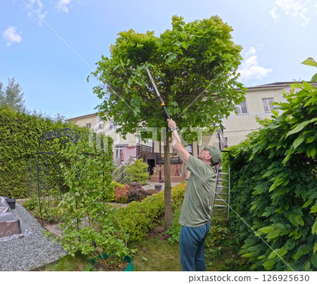 Man trims branches in maple tree backyard garden. Gardening, tools and lifestyle. Landscaping, green fencing. 126925630