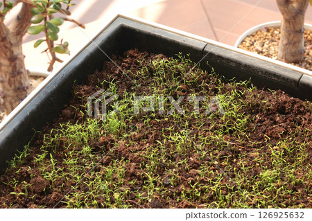 Young flower seedlings in pot in backyard patio. Nature and gardening. Young flower seedlings in pot in backyard patio. Nature and gardening. 126925632