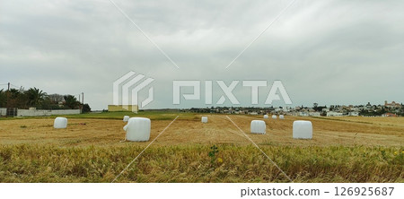White hay bales in a green field. Making silage for farm animals. Mediterranean agriculture. White hay bales in a green field. Making silage for farm animals. Mediterranean agriculture. 126925687