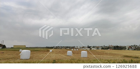 White hay bales in a green field. Making silage for farm animals. Mediterranean agriculture. White hay bales in a green field. Making silage for farm animals. Mediterranean agriculture. 126925688