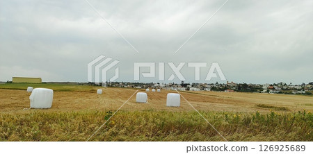 White hay bales in a green field. Making silage for farm animals. Mediterranean agriculture. White hay bales in a green field. Making silage for farm animals. Mediterranean agriculture. 126925689