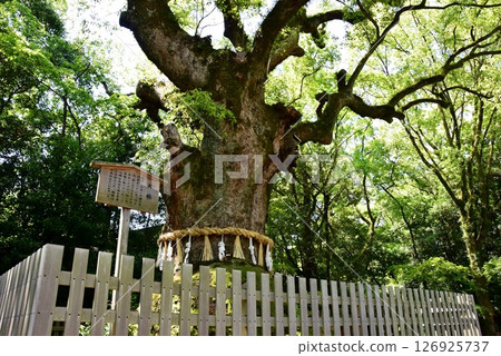 Nagoya City: The sacred camphor tree of Atsuta Shrine 126925737
