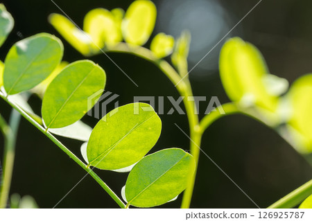 閃耀的木瓜葉03 閃耀的木瓜葉03 126925787