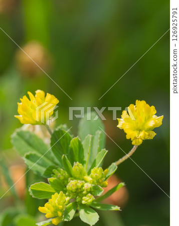 黃三葉草花微距攝影 04 126925791