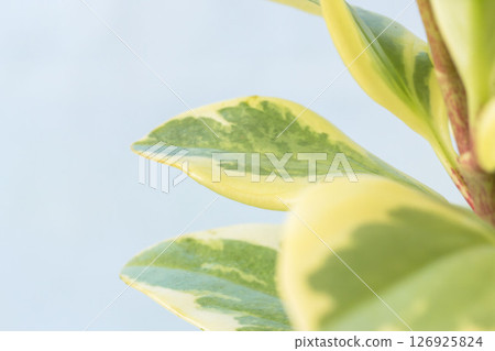 鈍葉椒草微距攝影03 鈍葉椒草微距攝影03 126925824
