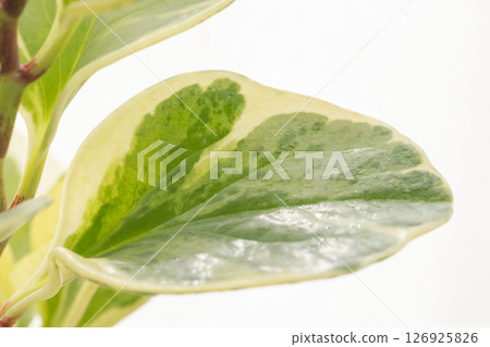 Peperomia obtusifolia macro photography 06 126925826