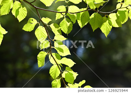 Climbing Mount Mizugaki, Yamanashi Prefecture Climbing Mount Mizugaki, Yamanashi Prefecture 126925944