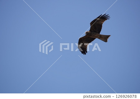 Tonbi flying in a blue sky back Tonbi flying in a blue sky back 126926078