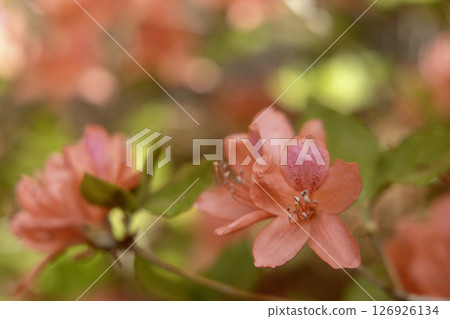 Spring flowers, azalea blooming close-up landscape-2 126926134