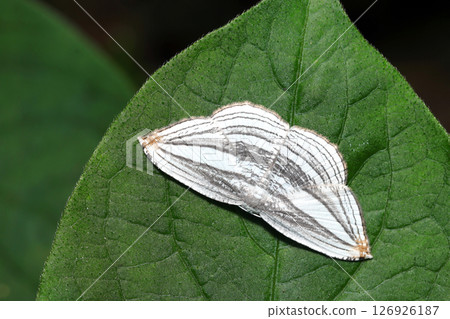 A beautiful adult silver swallowtail moth with pale ink-colored horizontal stripes spread across its pure white body (strobe macro photography in natural environment) A beautiful adult silver swallowtail moth with pale ink-colored horizontal stripes spread across its pure white body (strobe macro photography in natural environment) 126926187