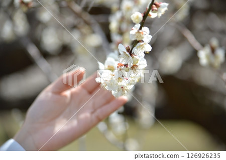 Palm and plum blossom 126926235