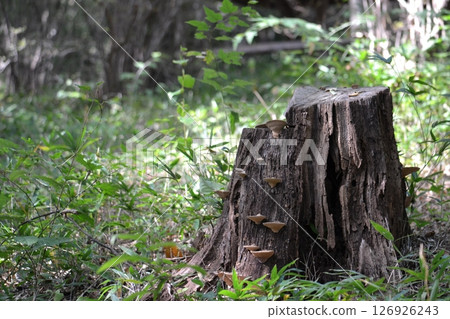 森林的樹樁 126926243