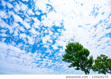 Blue sky, clouds and grove 126926276
