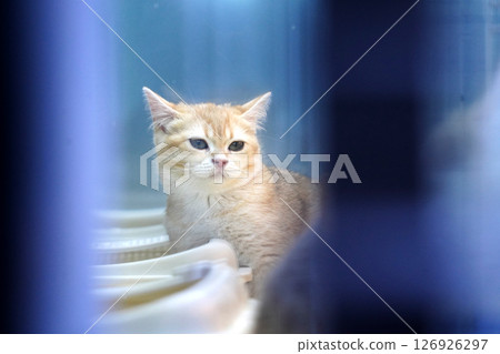 Looking through the glass window of a pet shop at a brown kitten with sad eyes 126926297