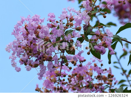 紫薇花映襯著藍天，紫色，紫薇，紫薇，繡球花 126926324