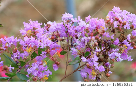紫薇花映襯著藍天,紫色,紫薇,紫薇,繡球花 紫薇花映襯著藍天,紫色,紫薇,紫薇,繡球花 126926351