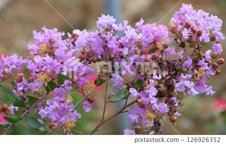 Purple Crape Myrtle Flowers Shining Against the Blue Sky Purple Crape Myrtle Flowers Shining Against the Blue Sky 126926352