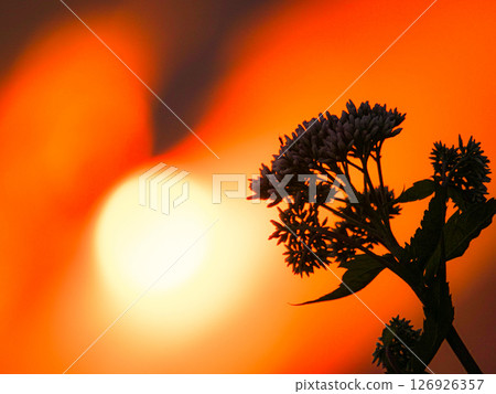夕陽與野草交疊的孤獨景象 126926357