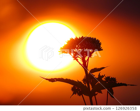 夕陽與野草交疊的孤獨景象 126926358