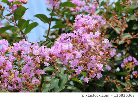 紫薇花映襯著藍天，紫色，紫薇，紫薇，繡球花 126926362